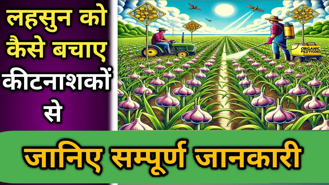 लहसुन की फसल में कीटनाशक का छिड़काव