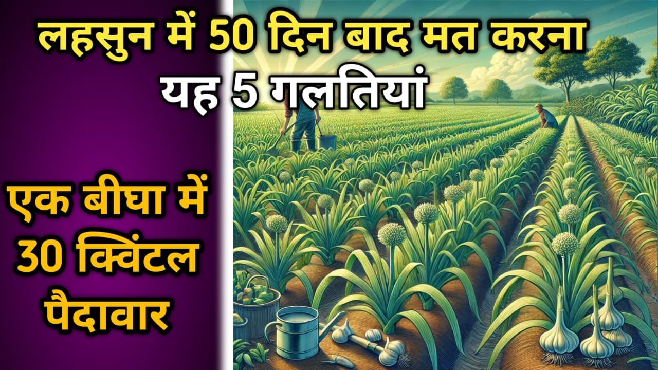 लहसुन की फसल