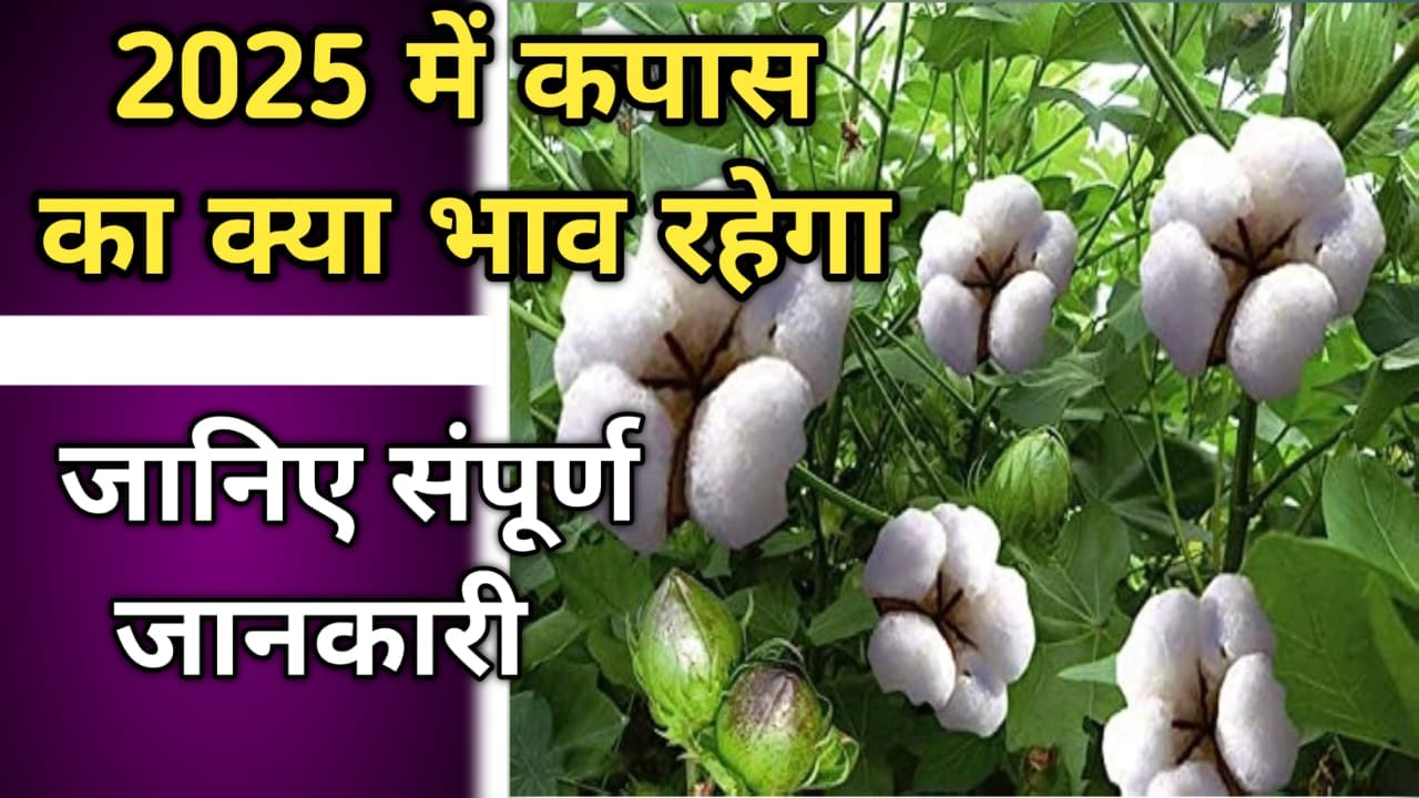 2025 में कपास का भाव क्या रहेगा?