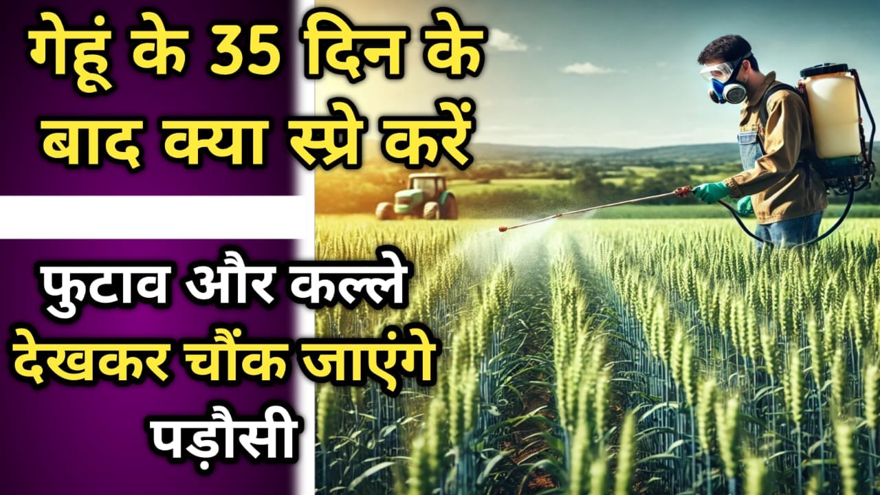 गेहूं के 35 दिन के बाद क्या स्प्रे करें