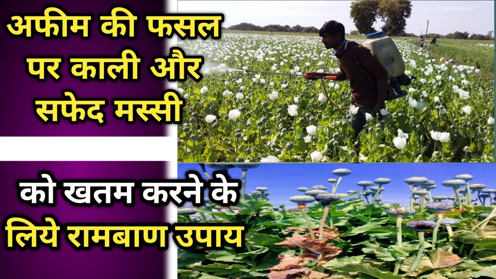 अफीम की फसल पर काली और सफेद मस्सी