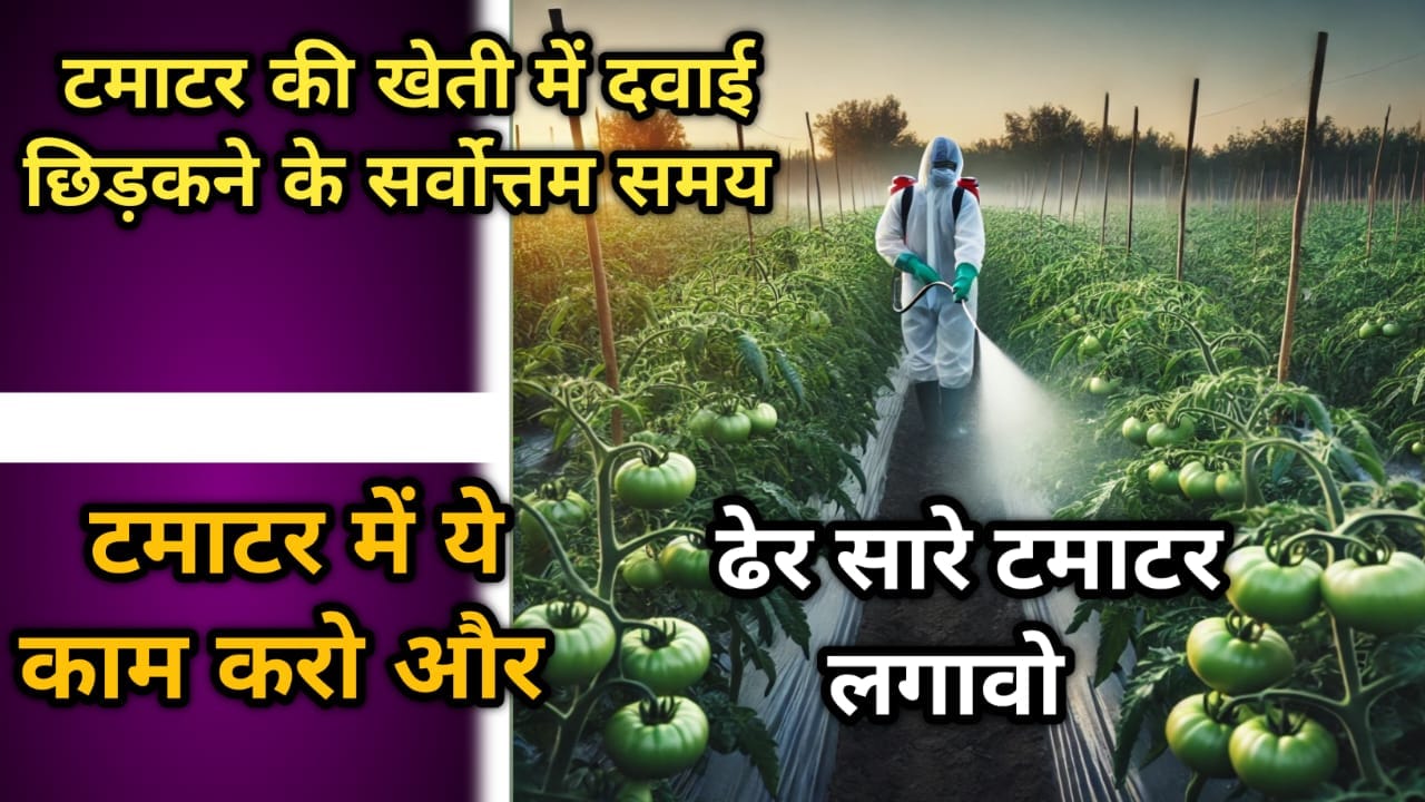 टमाटर की खेती में दवाई छिड़कने के सर्वोत्तम समय