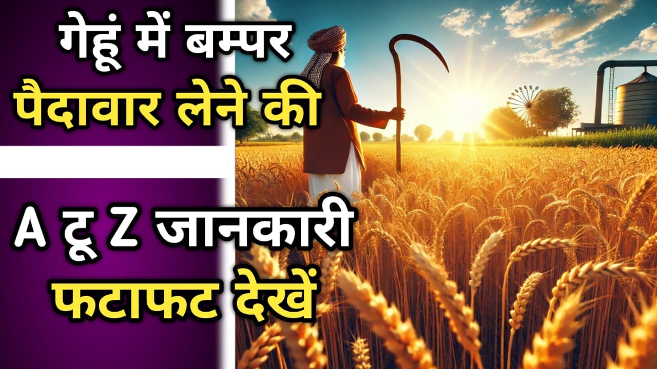 गेहूं में बम्पर पैदावार लेने की A टू Z जानकारी