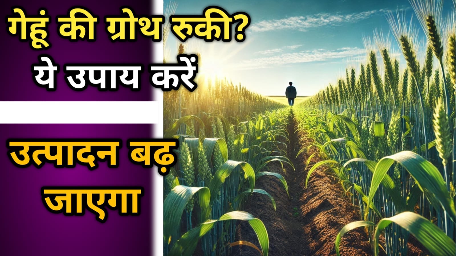 गेहूं की ग्रोथ रुकी?