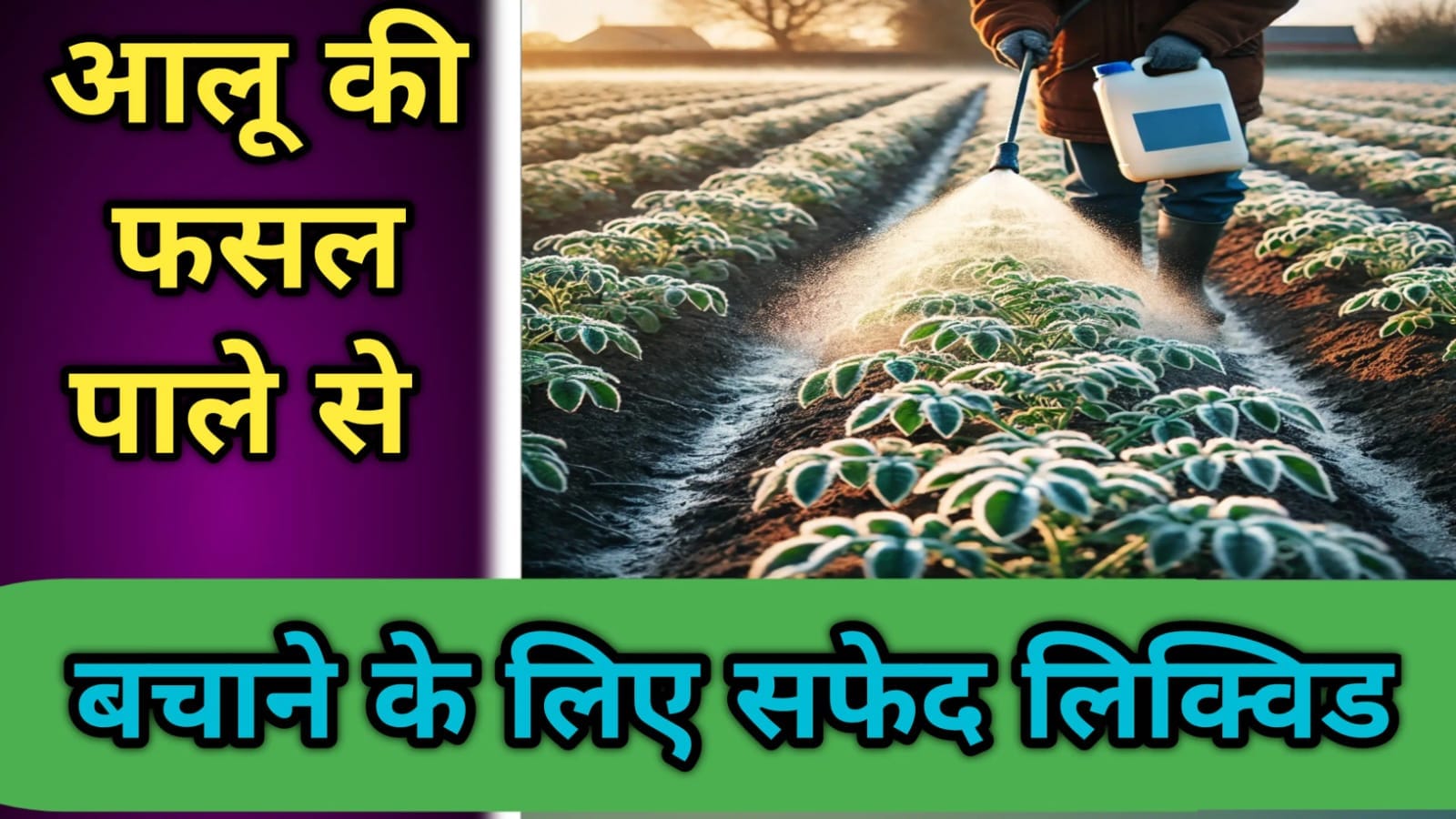 आलू की फसल पाले से बचाने के लिए सफेद लिक्विड