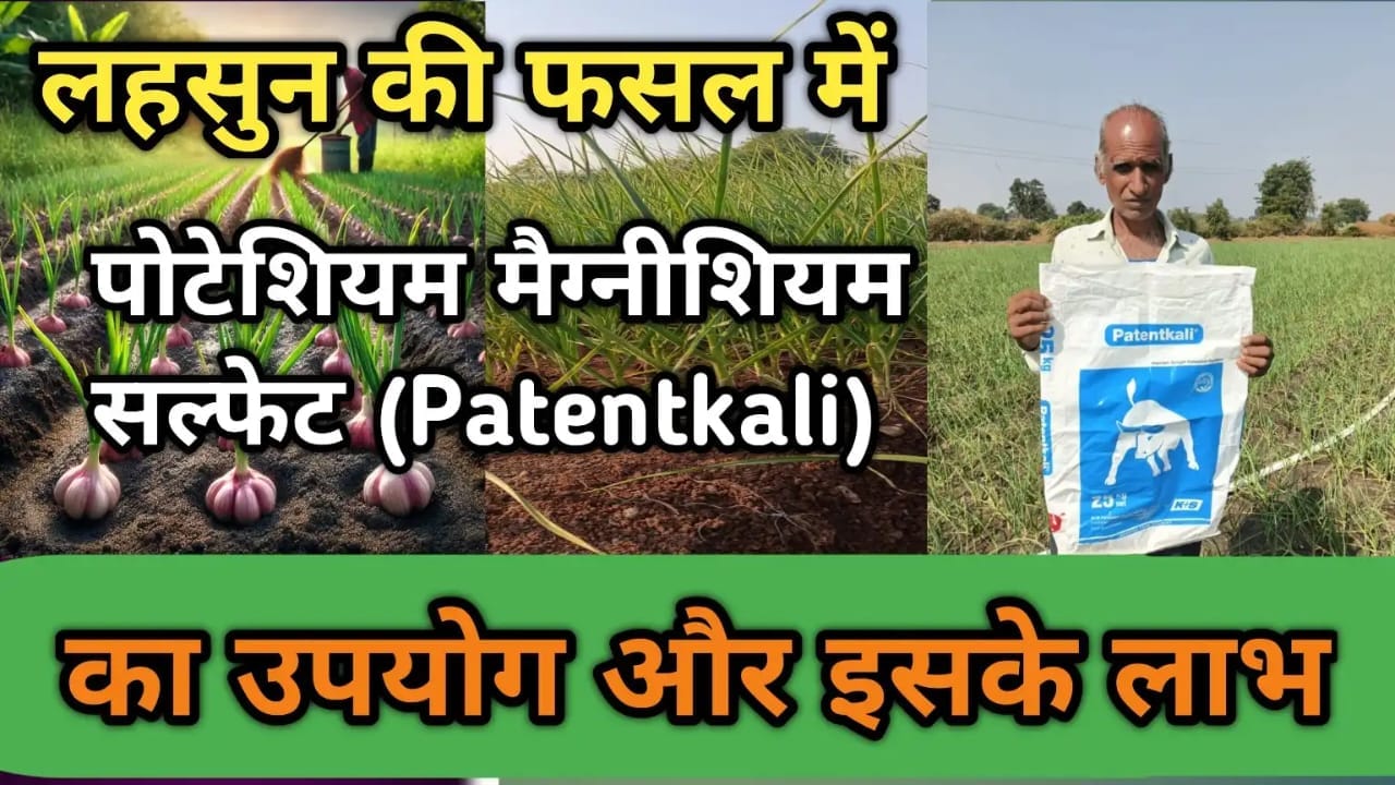 लहसुन की फसल में पोषण सुधार के लिए पोटेशियम मैग्नीशियम सल्फेट (Patentkali) का उपयोग करते किसान