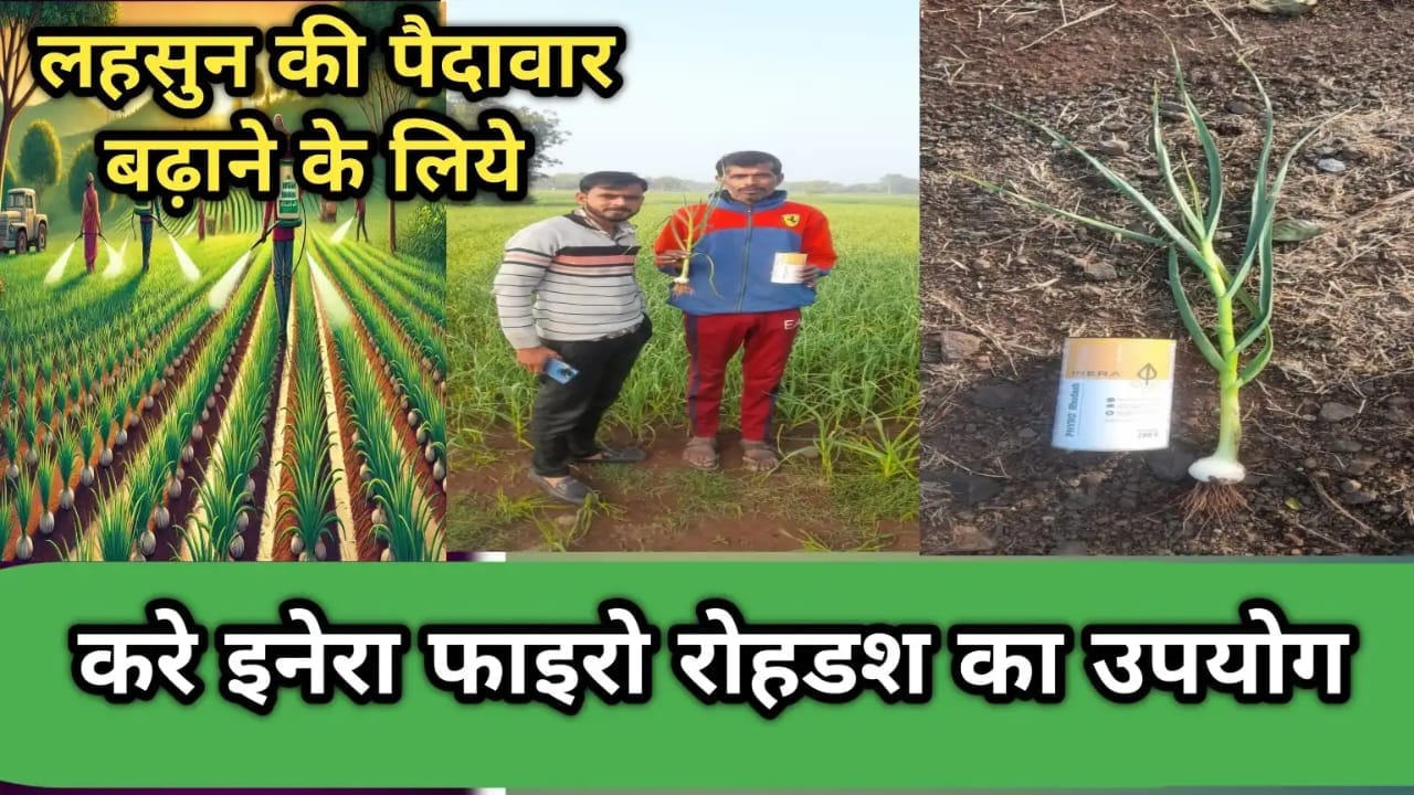 लहसुन की पैदावार बढ़ाने के लिए इनेरा फाइरो रोहडश का उपयोग