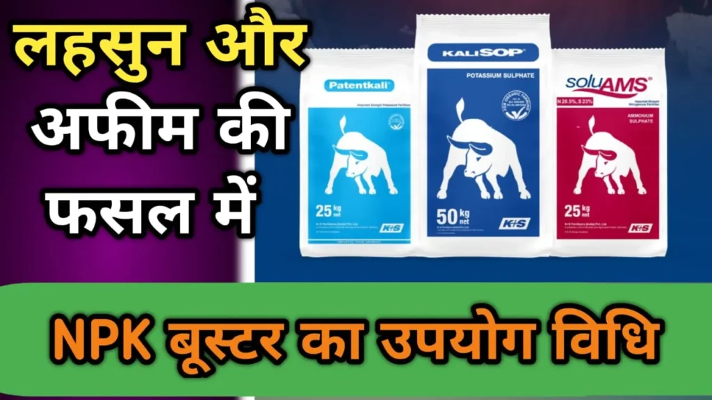 लहसुन और अफीम की फसल में NPK बूस्टर का उपयोग
