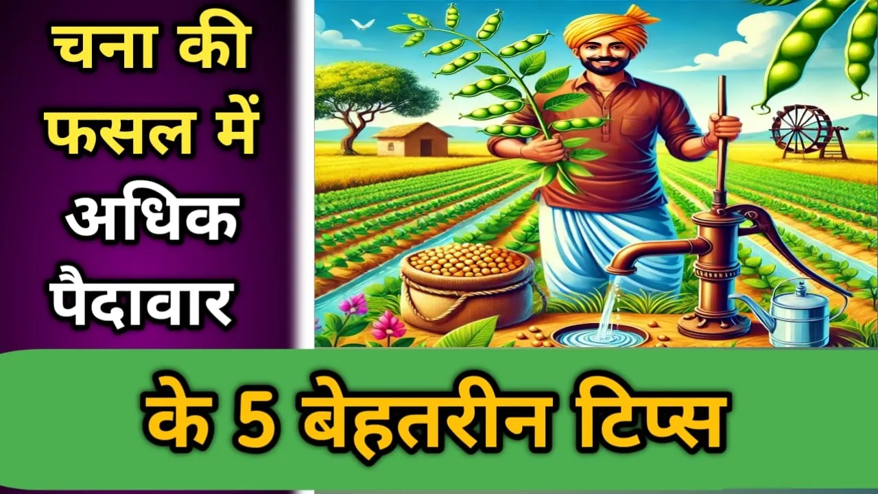 चना की फसल में अधिक पैदावार के 5 बेहतरीन टिप्स