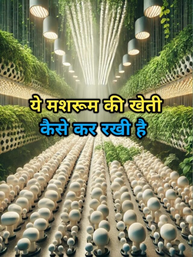 Mushroom Farming – More Benefits in Less Cost