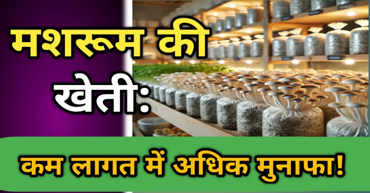 "मशरूम की खेती: कम लागत में अधिक मुनाफा!