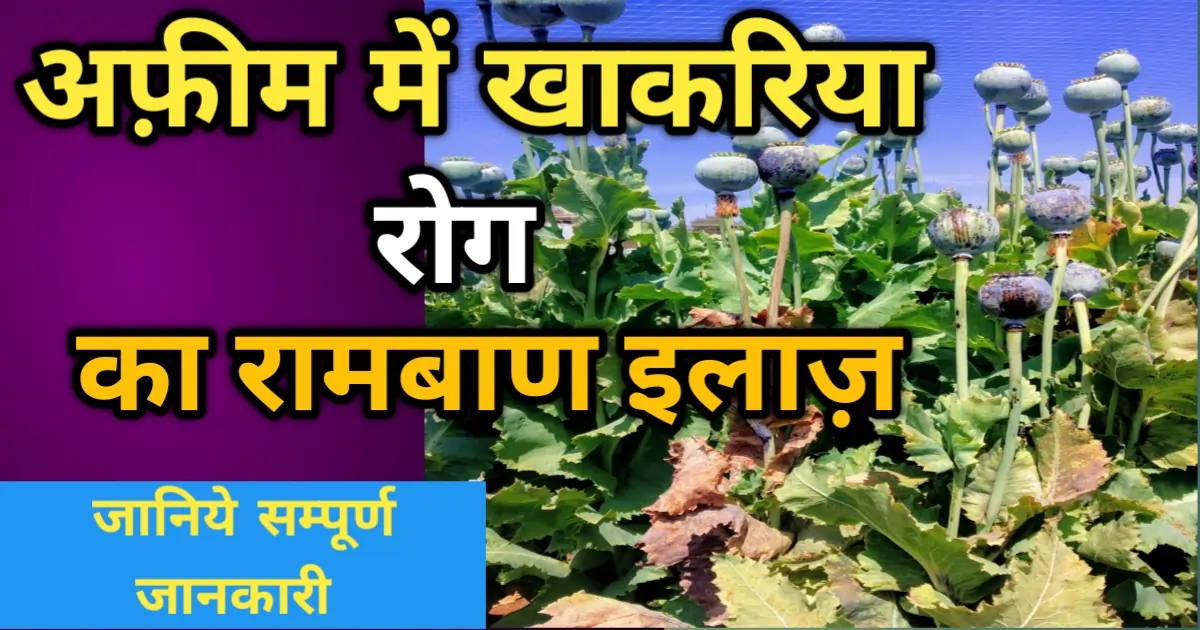 अफीम में खाकरिया रोग