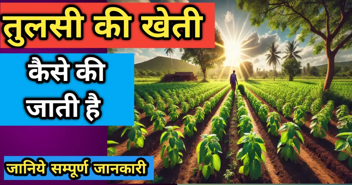 तुलसी की खेती