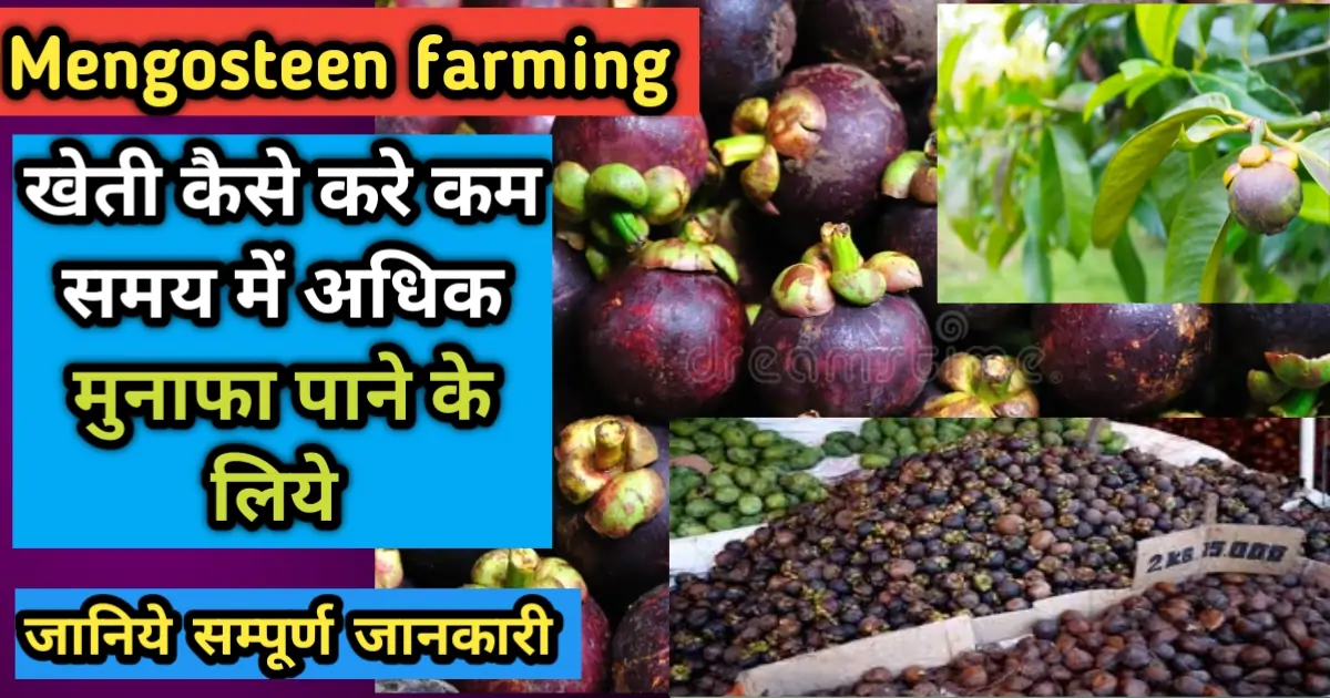 मैंगोस्टीन की खेती