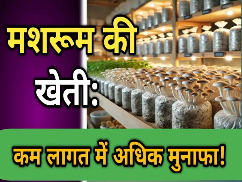 मशरूम की खेती: कम लागत में अधिक मुनाफा