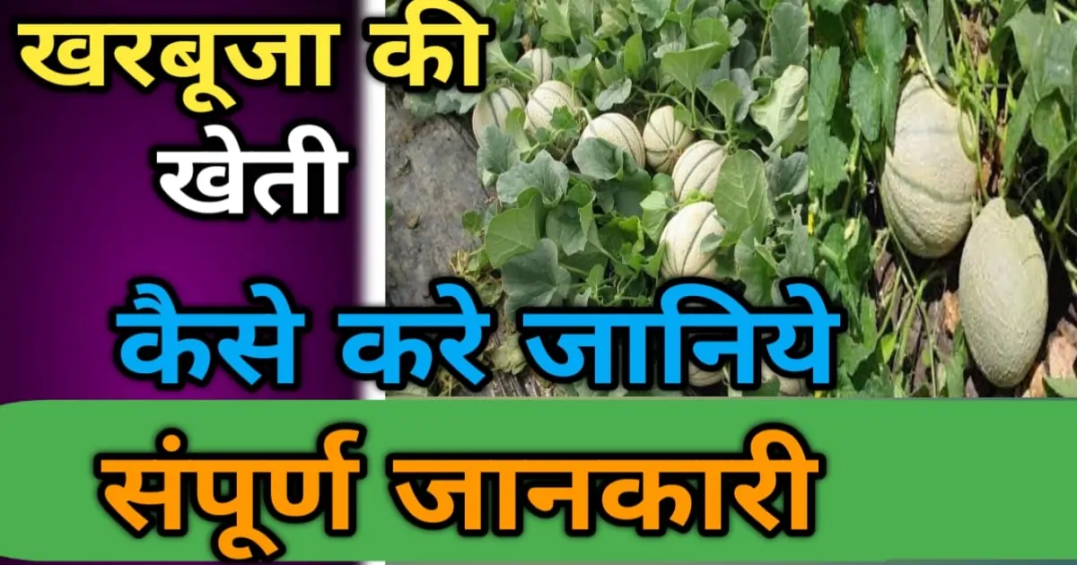 खरबूजा की खेती