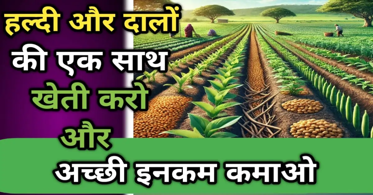 हल्दी और दालों की अंतरवर्ती खेती का उदाहरण