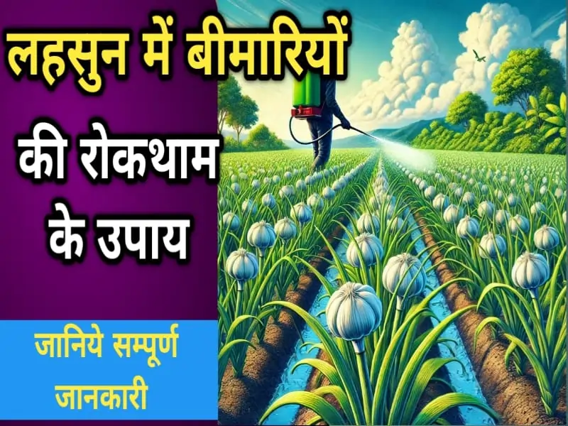 लहसुन में बीमारियों की रोकथाम