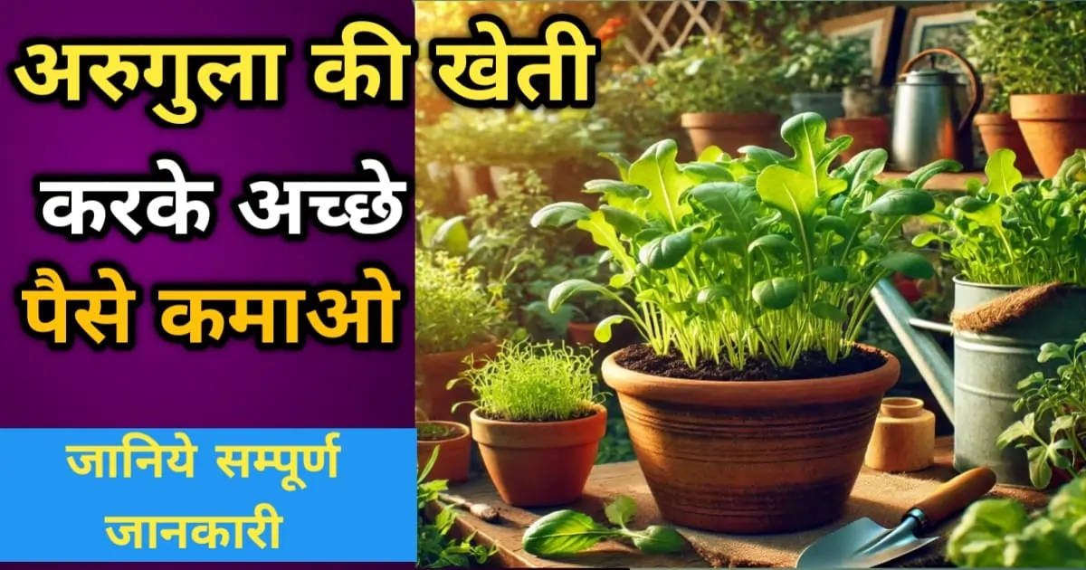 अरुगुला की खेती