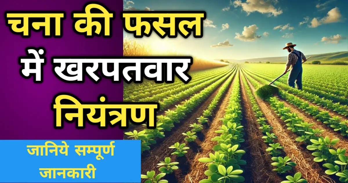 चना की फसल में खरपतवार नियंत्रण