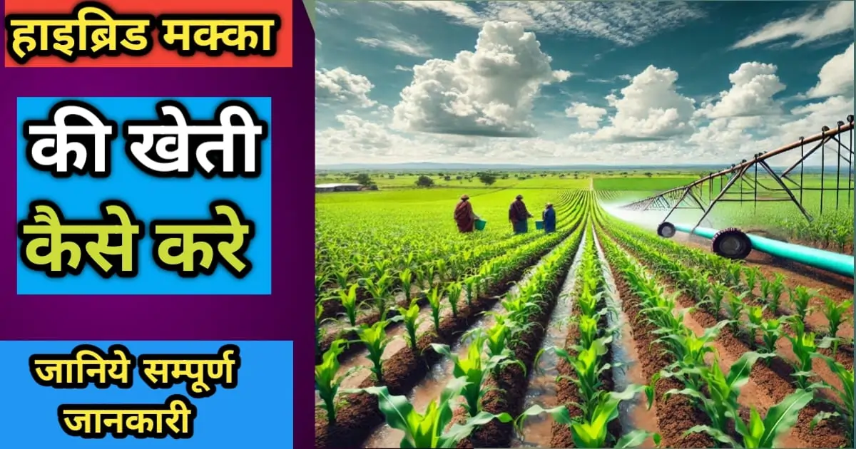 हाइब्रिड मक्का की खेती