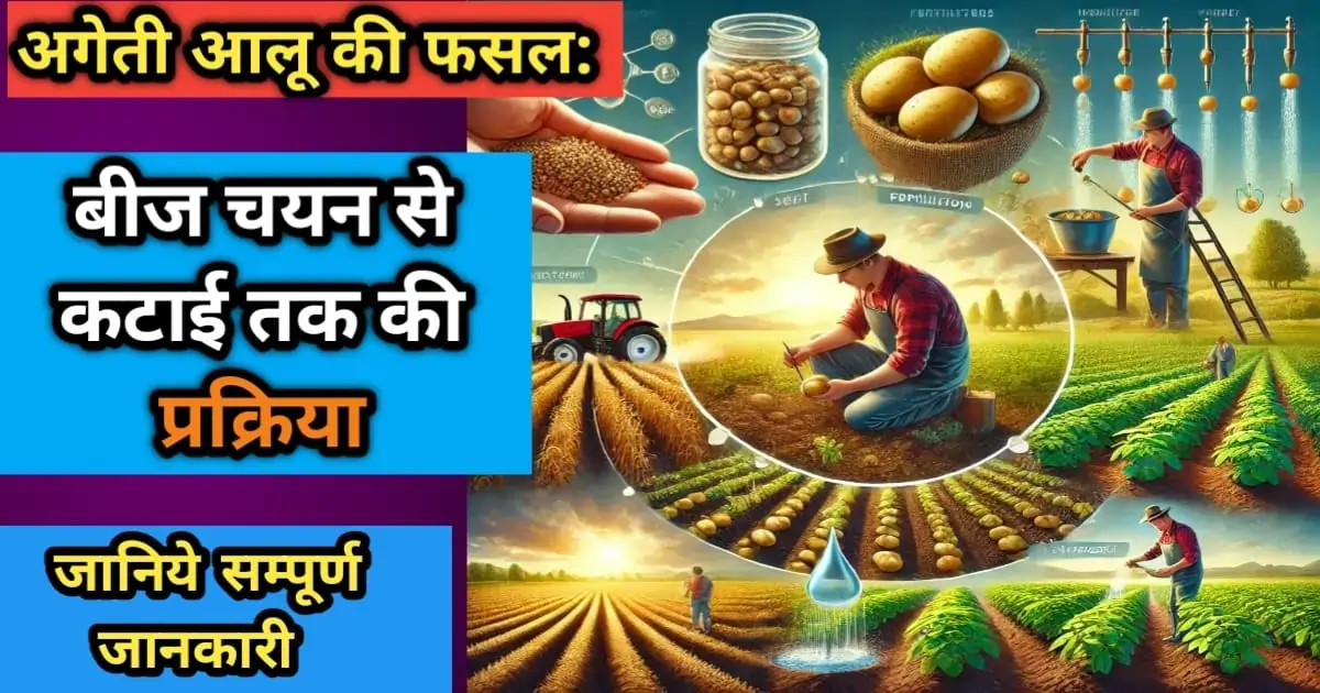अगेती आलू की फसल