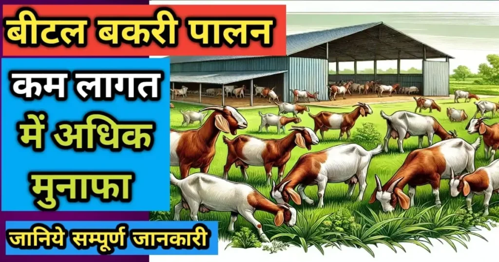 बीटल बकरी पालन