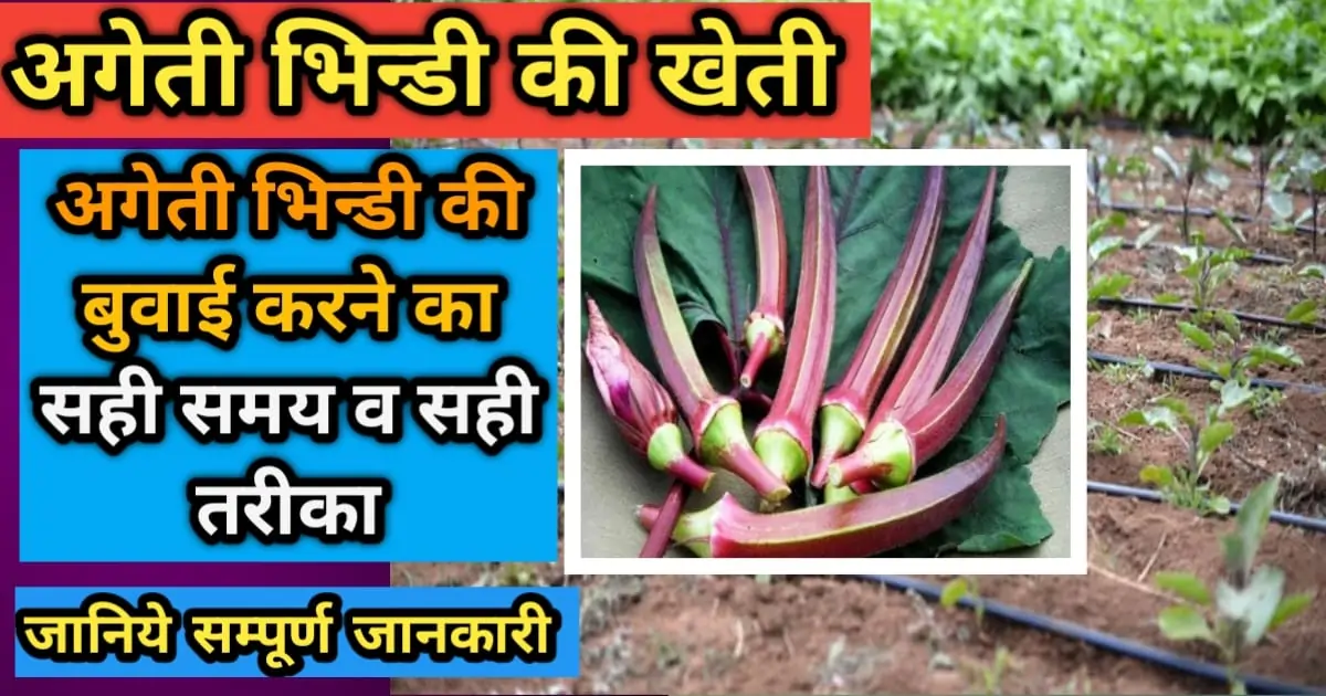 अगेती भिंडी की खेती