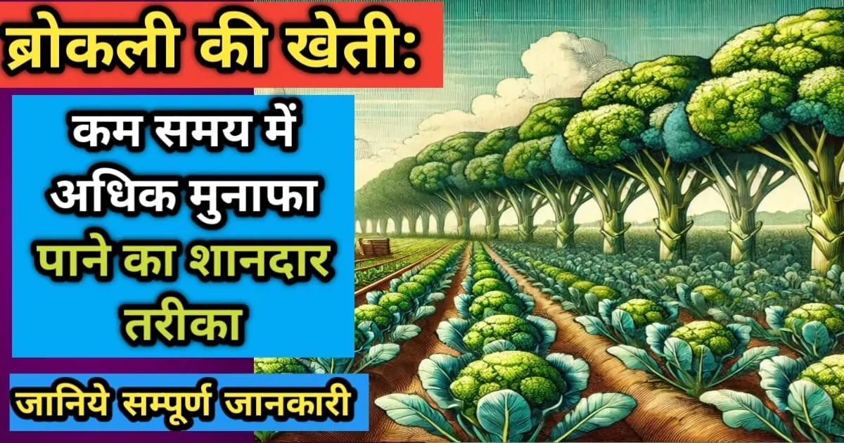 ब्रोकली की खेती