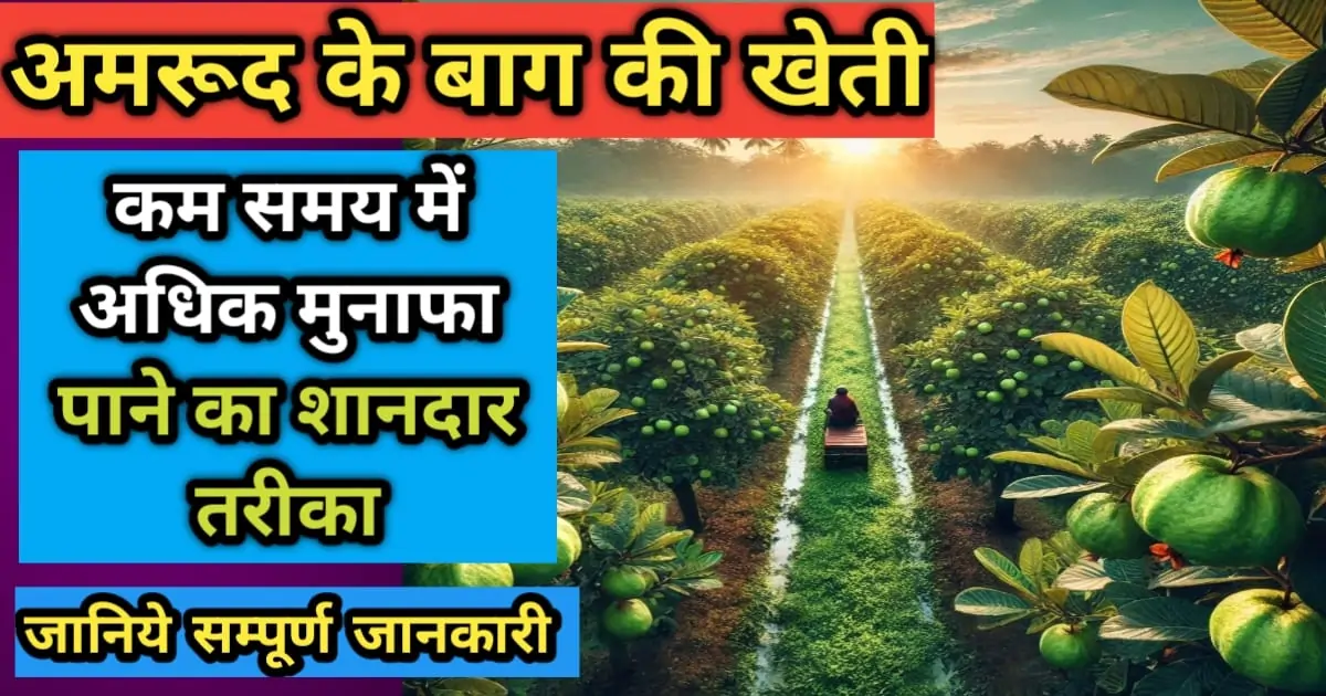 अमरूद के बाग की खेती