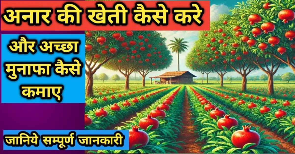 अनार की खेती कैसे करें
