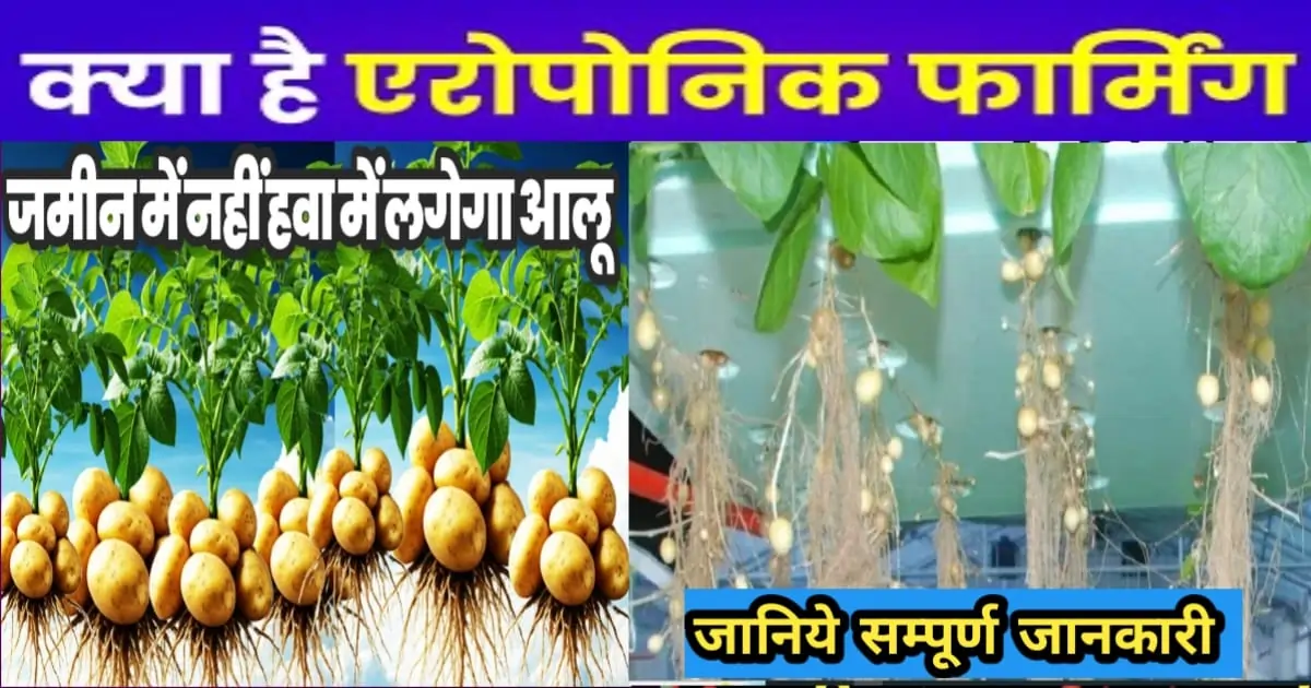 एरोपोनिक आलू की खेती