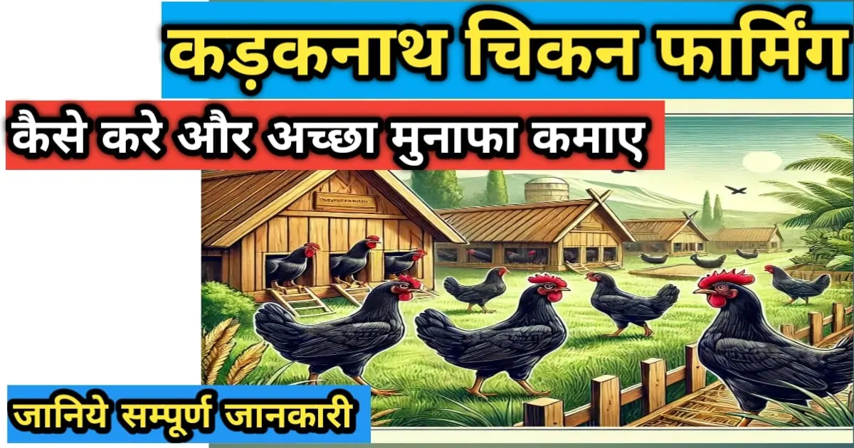 कड़कनाथ चिकन फार्मिंग