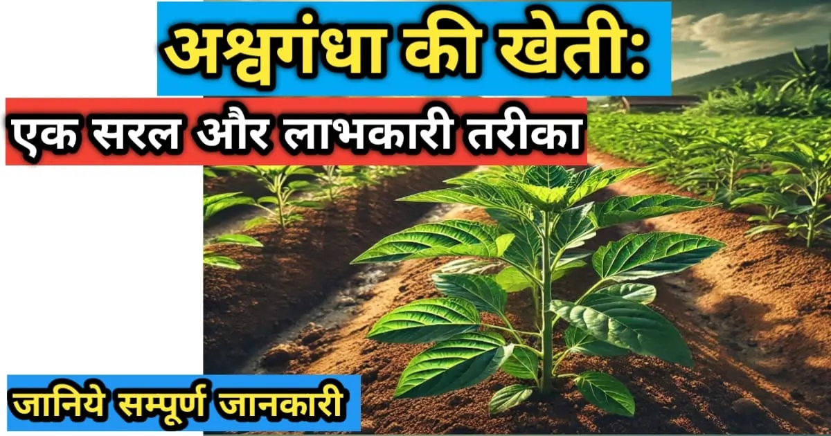 अश्वगंधा की खेती/ashwagandha-ki-kheti