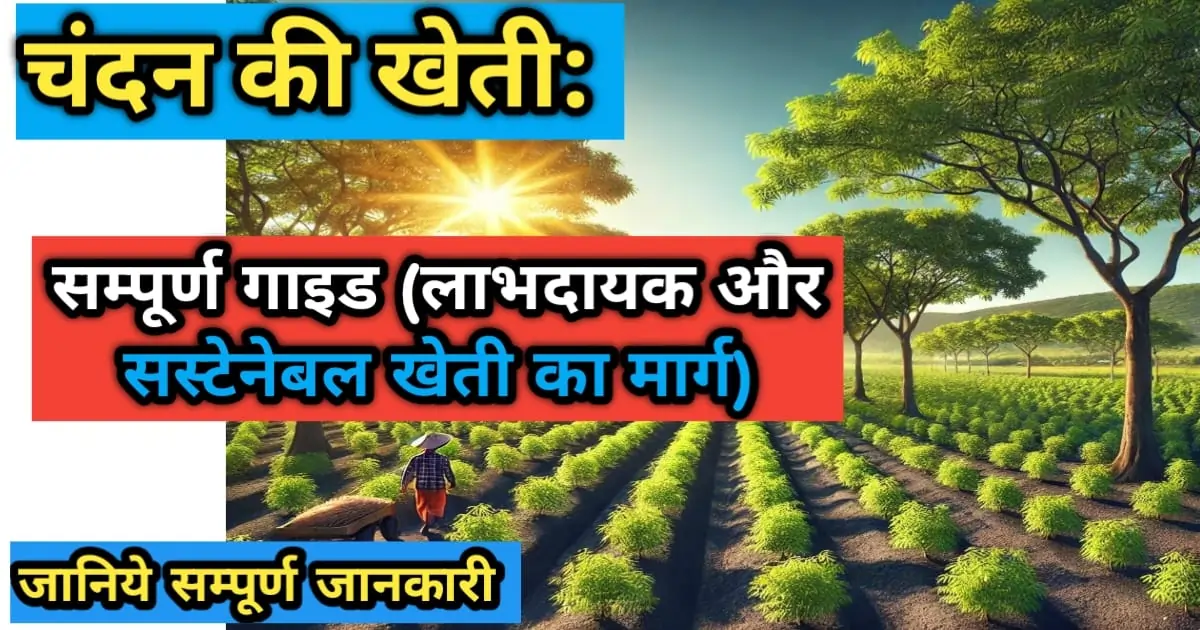 चंदन की खेती: सम्पूर्ण मार्गदर्शिका {2025}