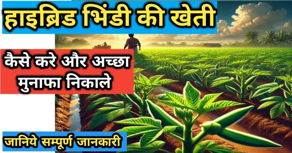 हाइब्रिड भिंडी की खेती 