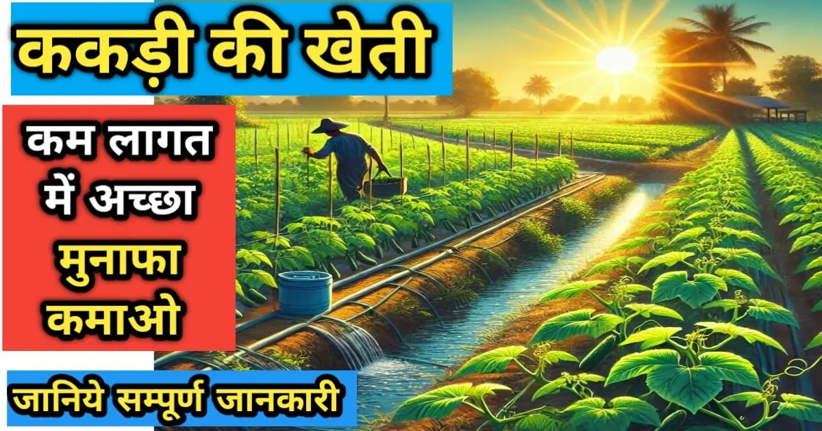 ककड़ी की खेती