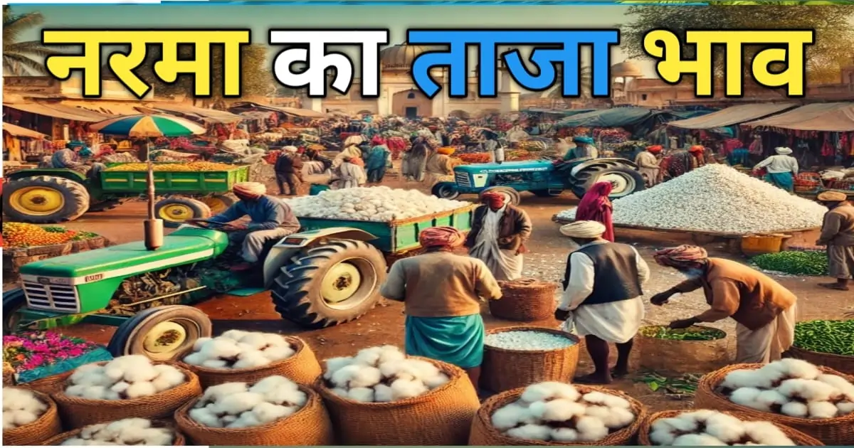 नरमा के भाव