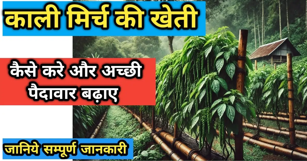 काली मिर्च की खेती