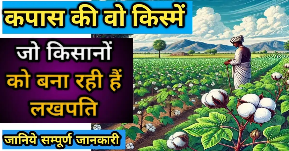 कपास की उन्नत किस्में