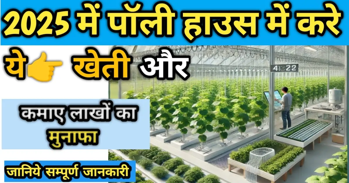 पॉली हाउस में खीरे की लाभदायक खेती