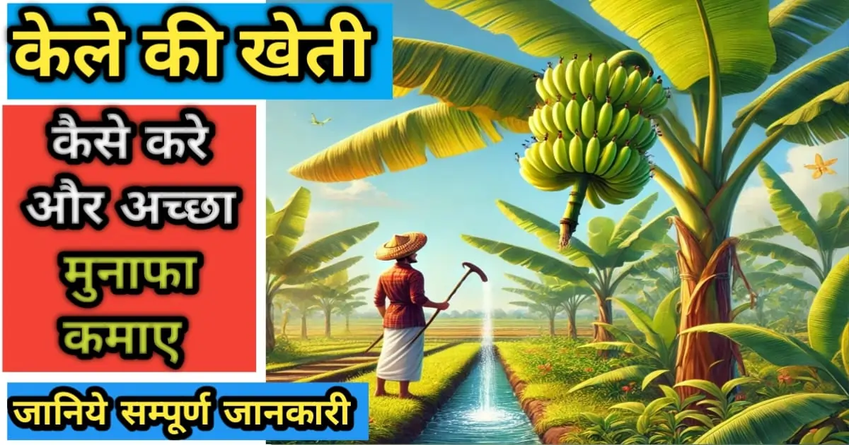 केले की खेती