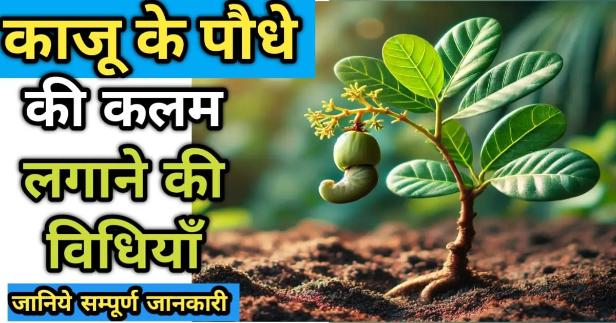 काजू के पौधे की कलम