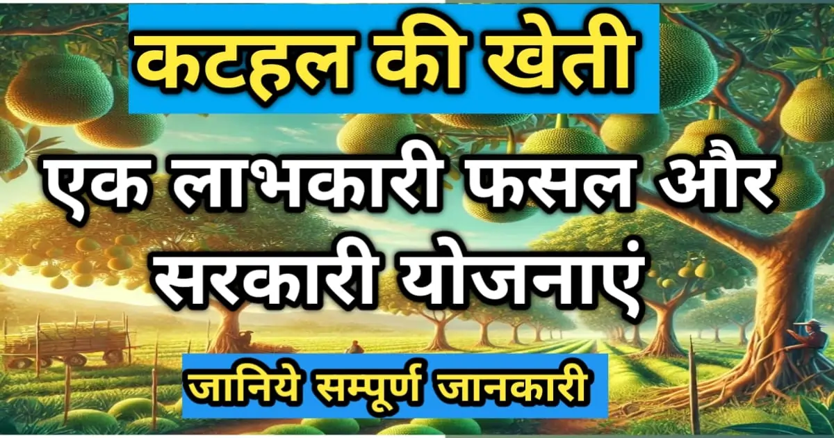 कटहल की खेती