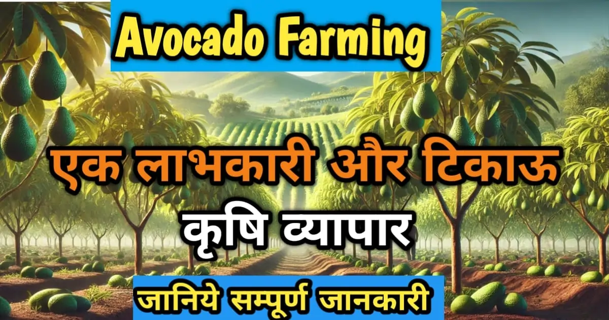 अवोकाडो खेती