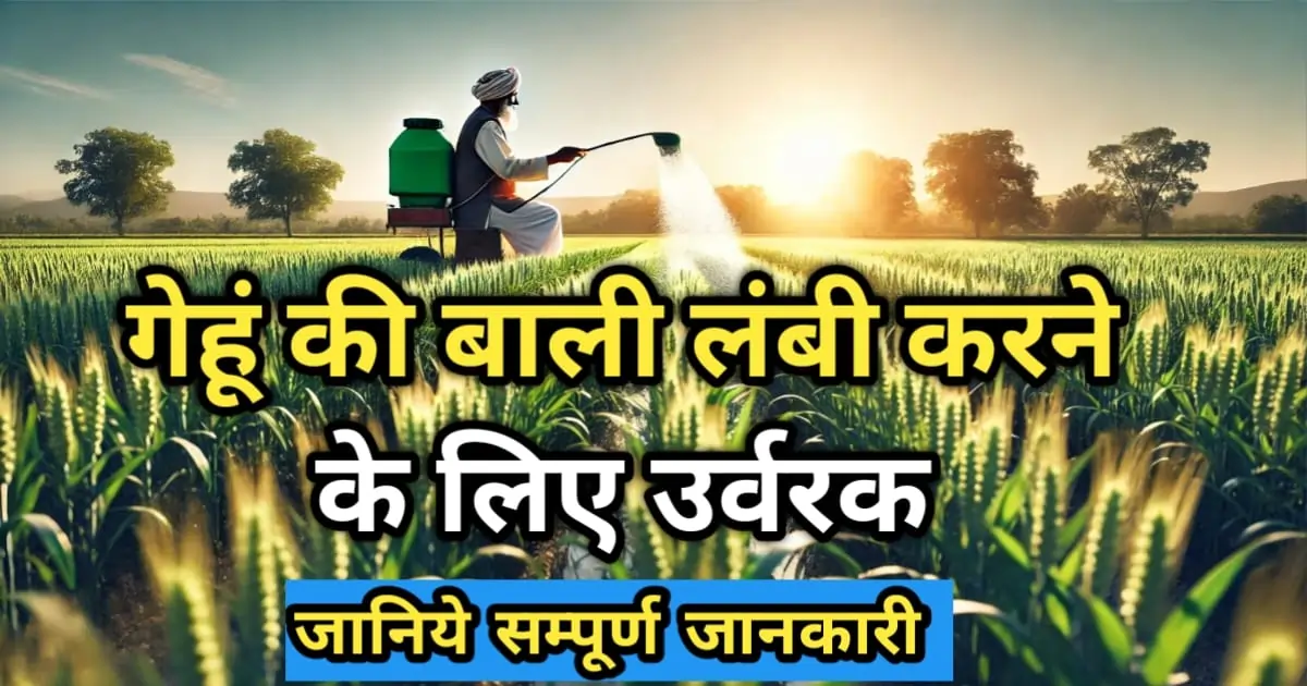गेहूं की बाली लंबी करने के लिए उर्वरक