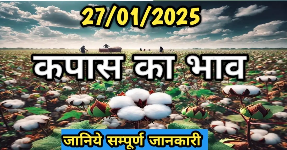 कपास का भाव