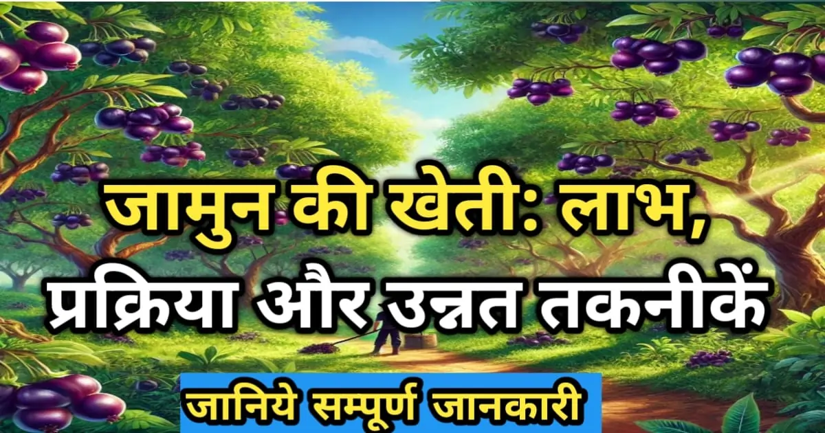 जामुन की खेती