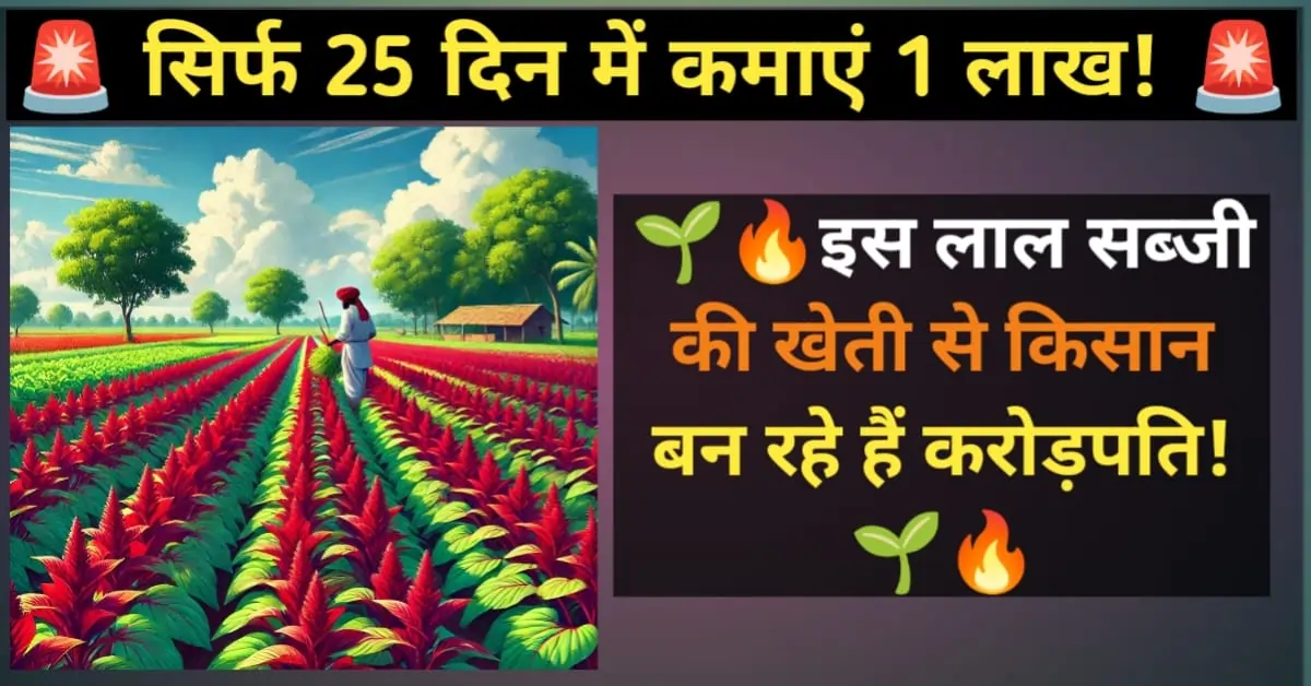 लाल भाजी की खेती