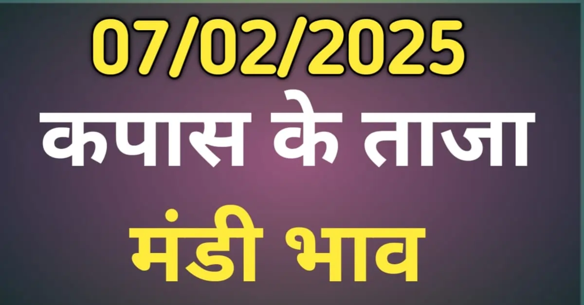 कपास के भाव